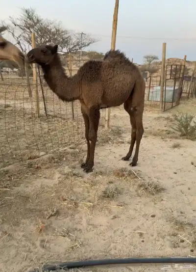 ناقه صفرا خلفه كفو ( تممم البيييع ). 5