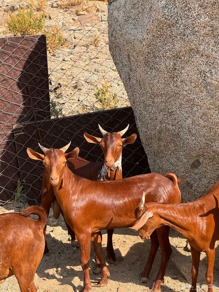 تيوس محايلي مخصاه 2