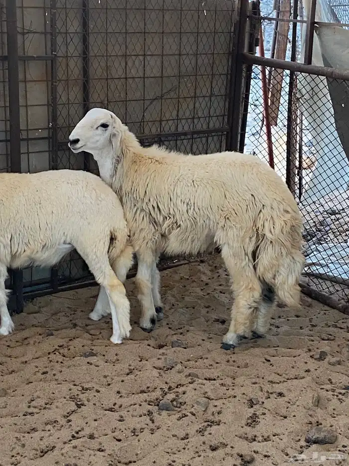 طليان ورخال حريه ذبايح ضيوف وتلاجه فل شحم ونظافه شرط 4