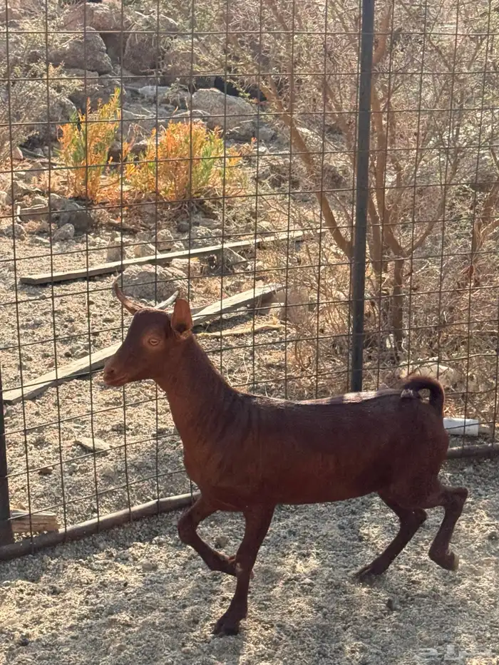 تيوس محايلي مخصاه 7