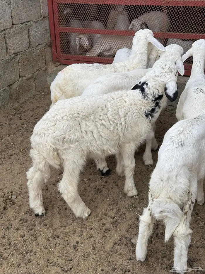 للبيع بهم حري تربيه 8