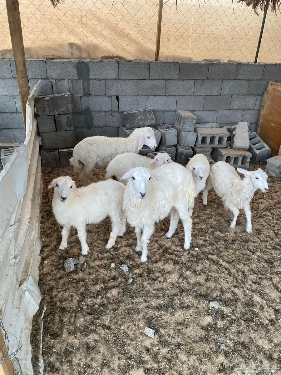 حريات هرافى 0