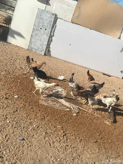 دجاج العمر 4اللى 5 شهور العدد حول 40 منهن ديكه ودجاج 0