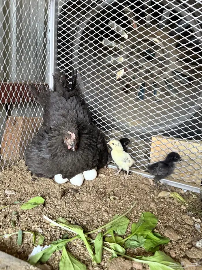 دجاجة للبيع 0