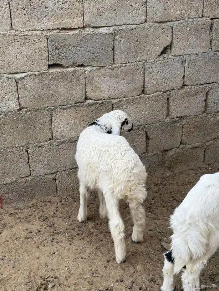 للبيع بهم حري تربيه 5