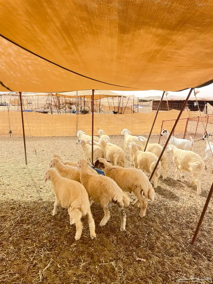 طليان ورخال مناسبات وثلاحة 4