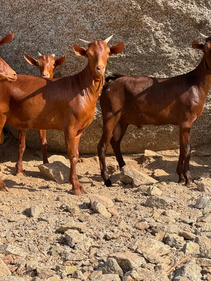 تيوس محايلي مخصاه 1