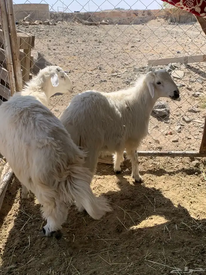 خرفان مناسبات جبره 4