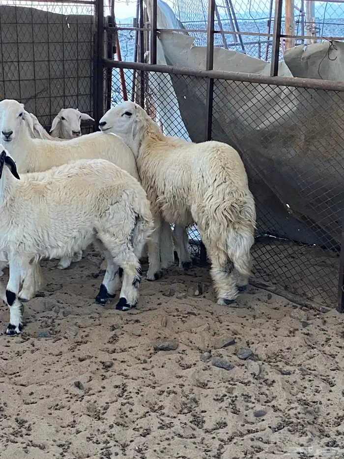 طليان ورخال حريه ذبايح ضيوف وتلاجه فل شحم ونظافه شرط 3