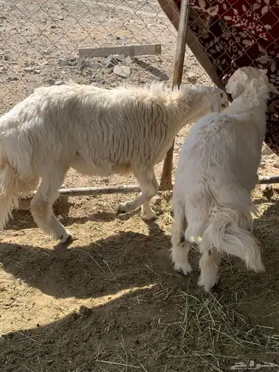 خرفان مناسبات جبره 5