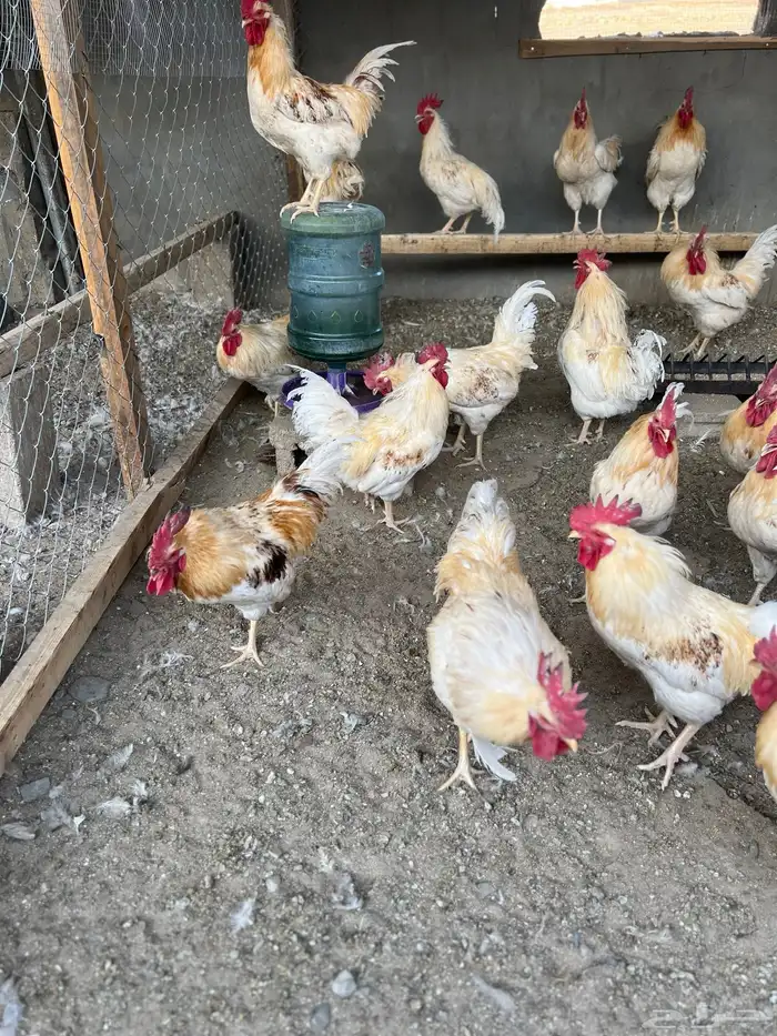 ديوك لهمان جيل اول 4