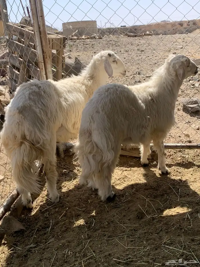 خرفان مناسبات جبره 0