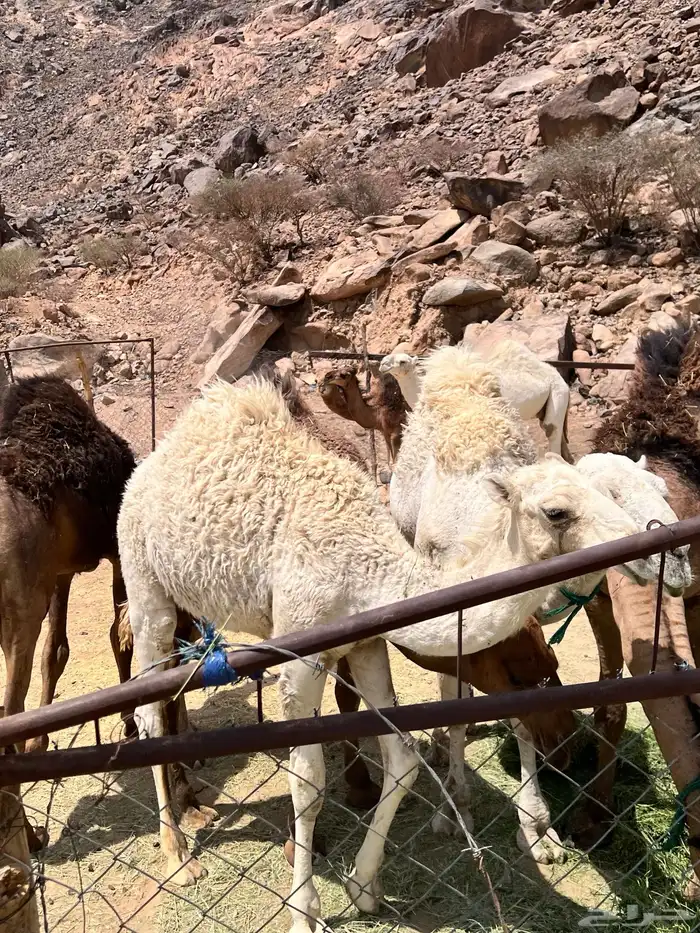 قعدان بلدي 7