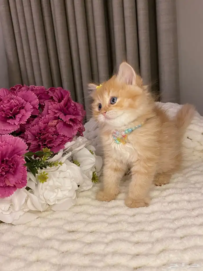 قطط للبيع سكوتش 8