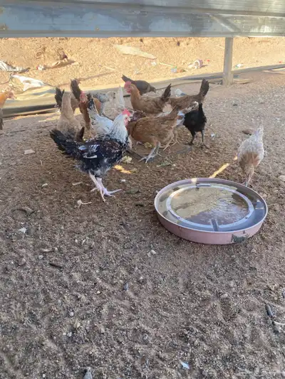 دجاج العمر 4اللى 5 شهور العدد حول 40 منهن ديكه ودجاج 2