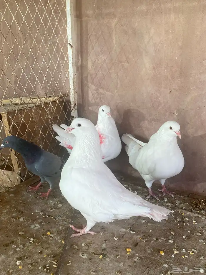 حمام كنج امريكي جوزين 1