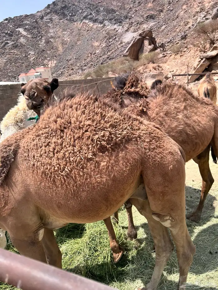 قعدان بلدي 1