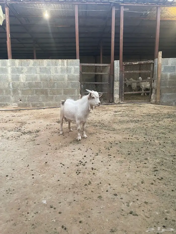 تيس قزمي 5