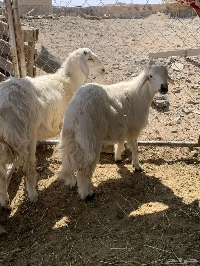 خرفان مناسبات جبره 2