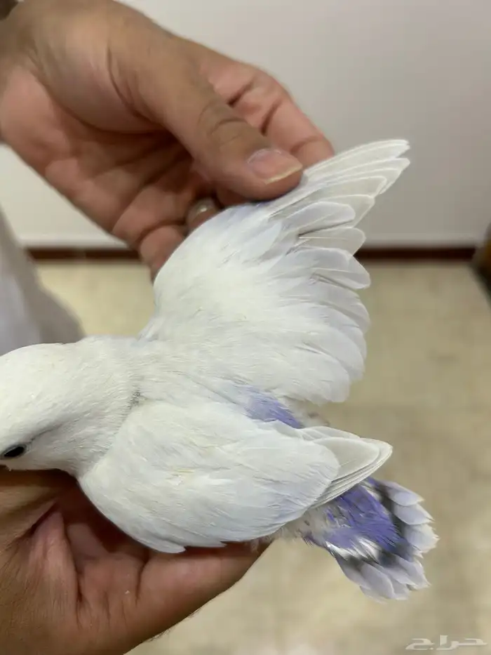 فرخ روز ( نهاية غر ) للي يبي اليف 0
