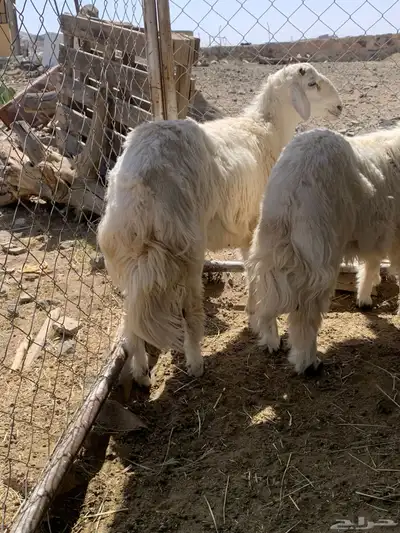 خرفان مناسبات جبره 1