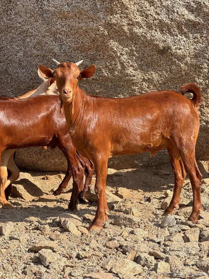 تيوس محايلي مخصاه 5