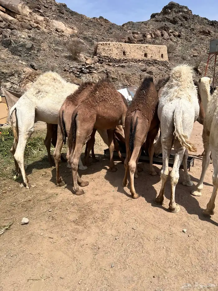 قعدان بلدي 10