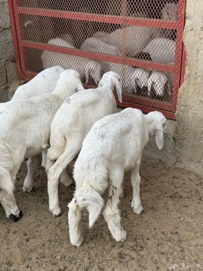 للبيع بهم حري تربيه 3