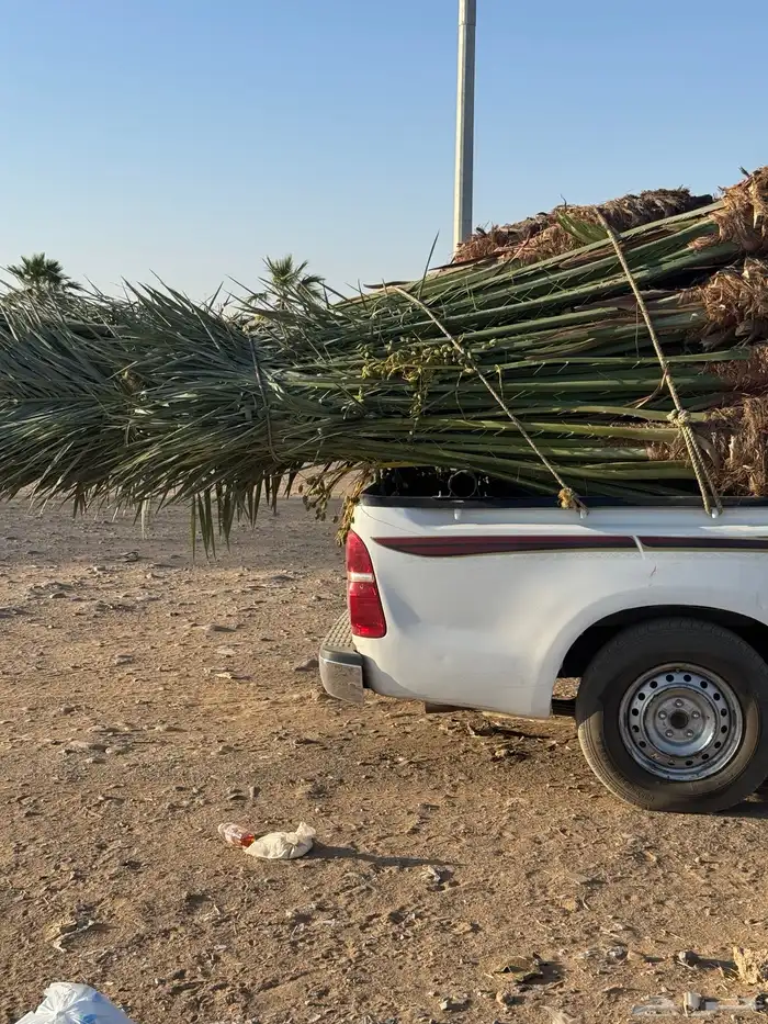 يتوفر جميع أنواع النخيل 7