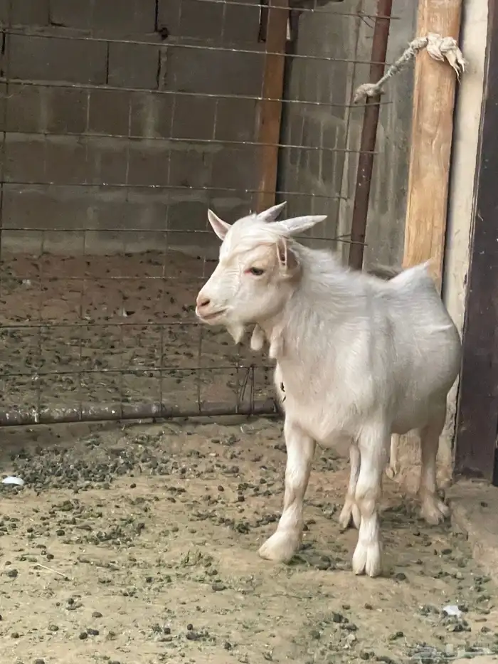 تيس قزمي 3