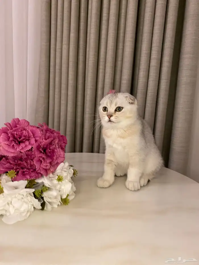 قطط للبيع سكوتش 0