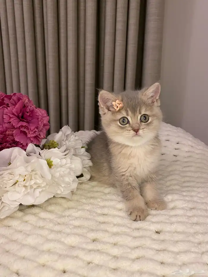 قطط للبيع سكوتش 4