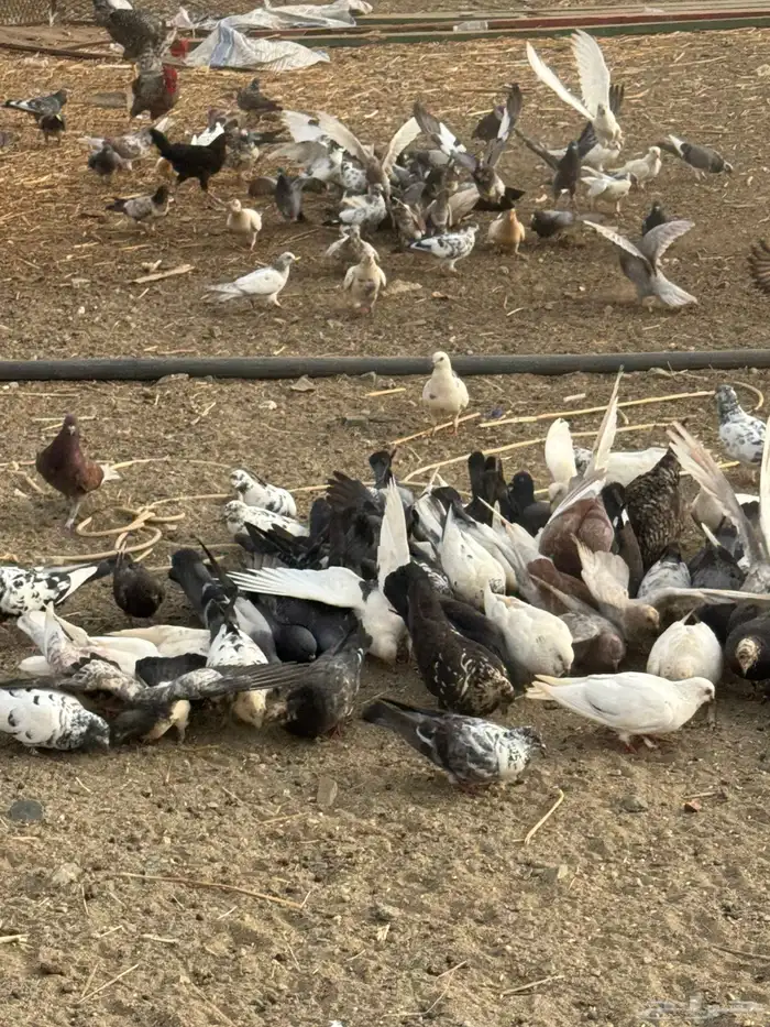 حمام بكستاني وبلدي 1