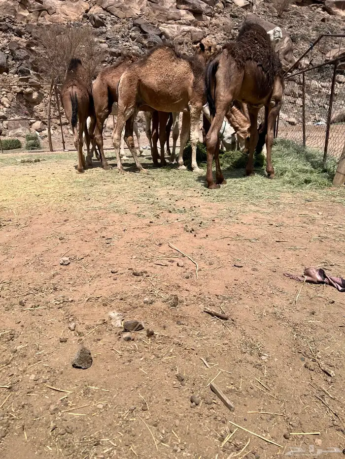 قعدان بلدي 5