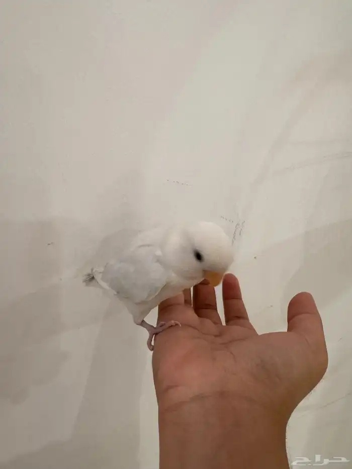 عصفور روز 4