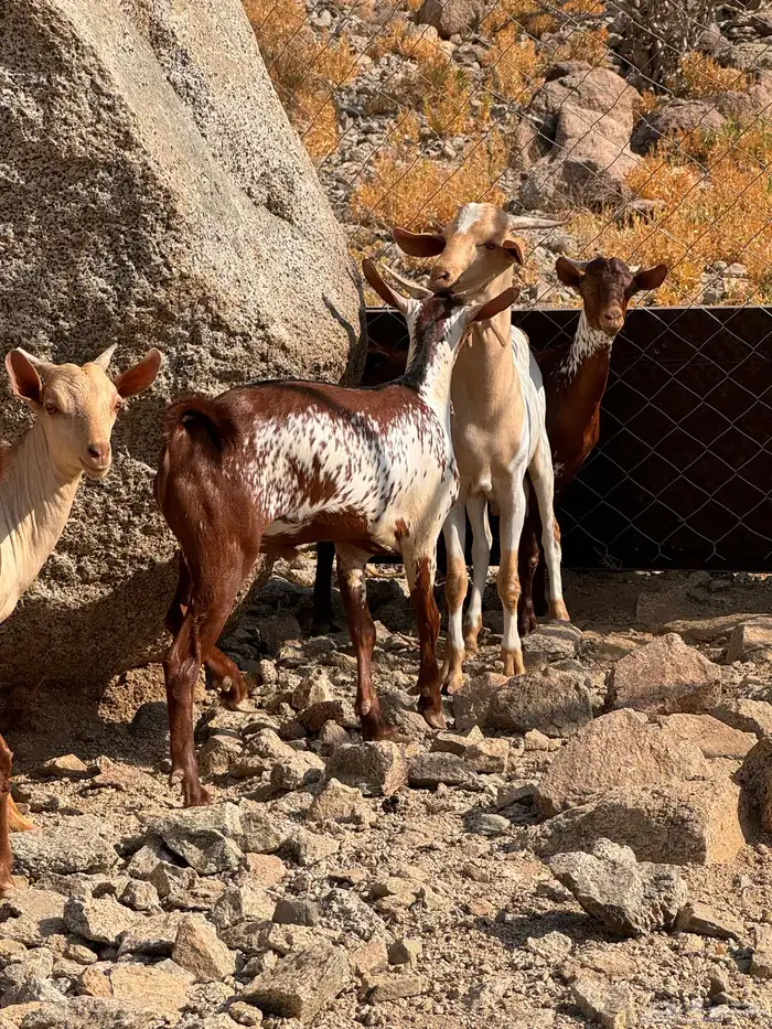 تيوس محايلي مخصاه 8