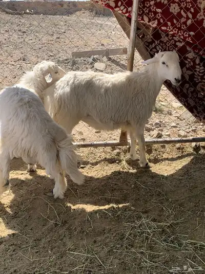 خرفان مناسبات جبره 3