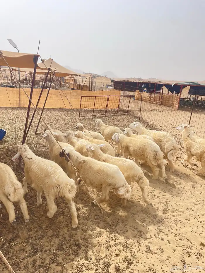 طليان ورخال مناسبات وثلاحة 1