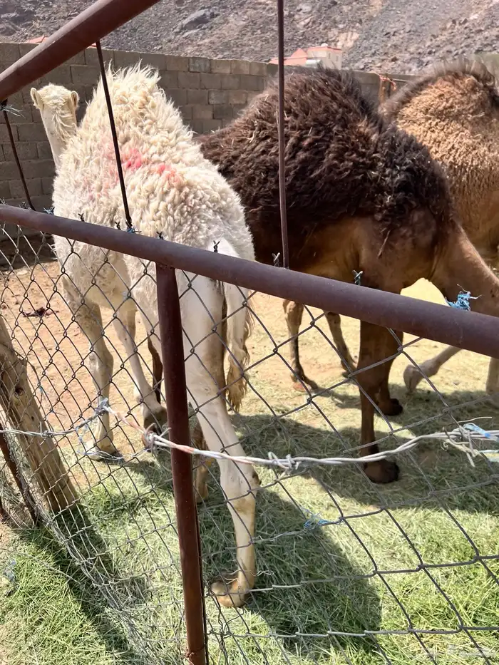 قعدان بلدي 3