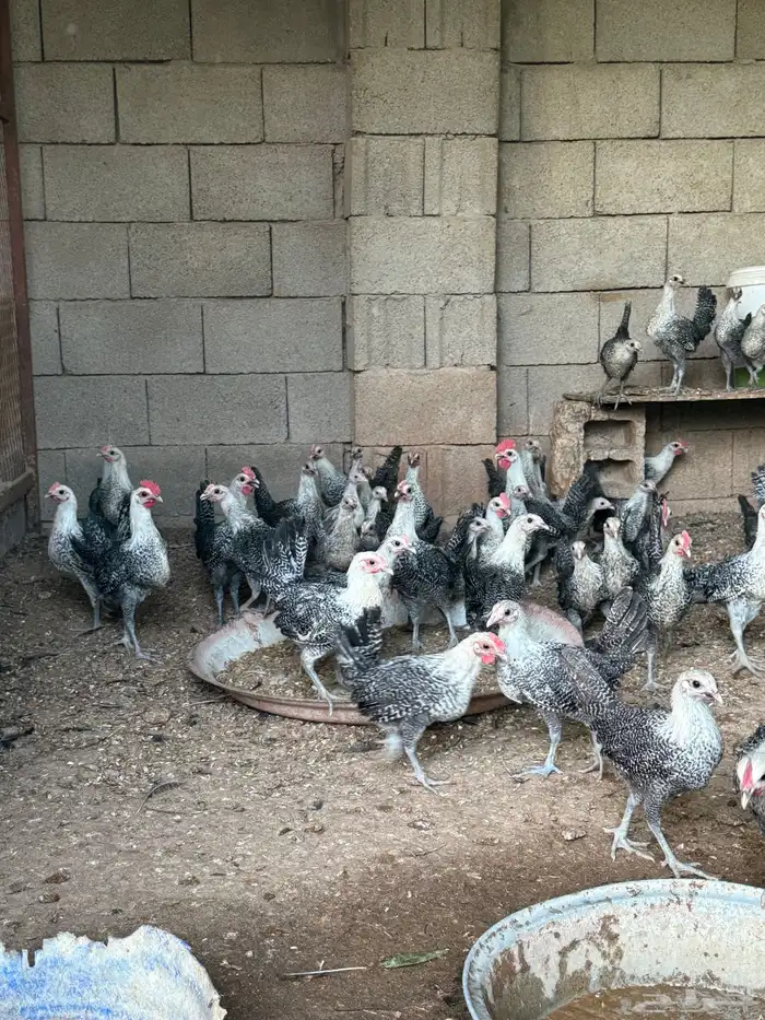 فروخ دجاج فيومي 2