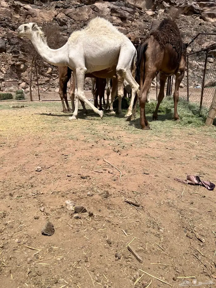 قعدان بلدي 4