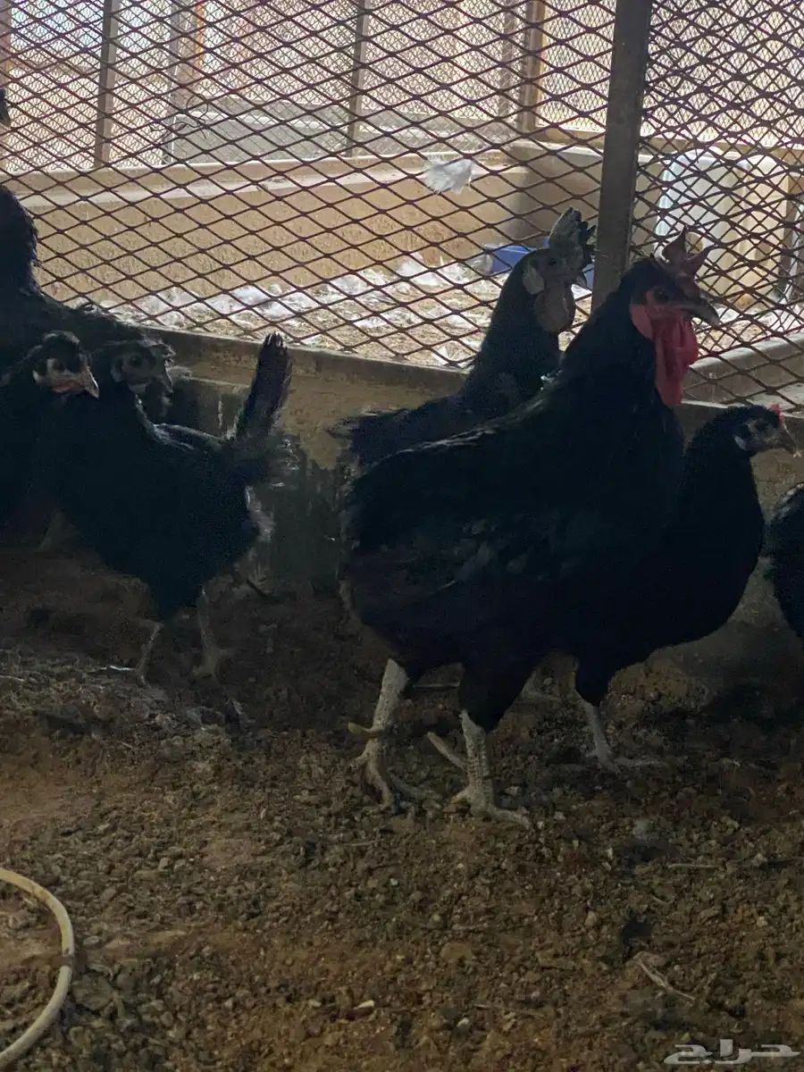 بيع دجاج اندونسي و فيومي بياض. 4