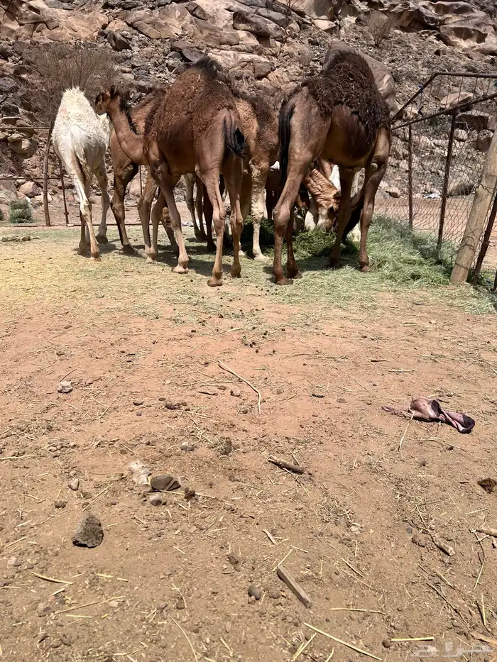 قعدان بلدي 6