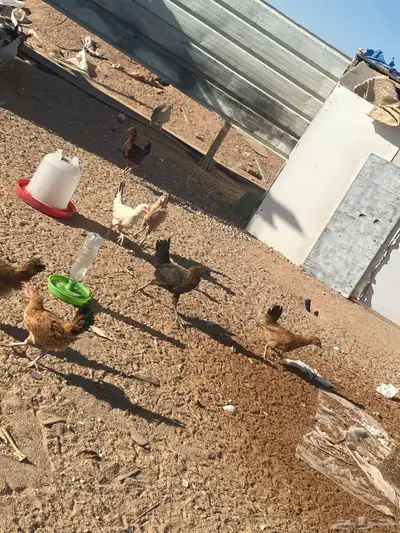 دجاج العمر 4اللى 5 شهور العدد حول 40 منهن ديكه ودجاج 1