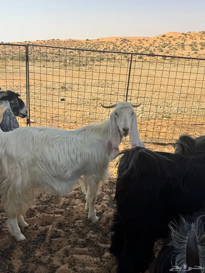معزا للبيع على تيس مشعل العويصي مضرعات ووحده منهن والده 3