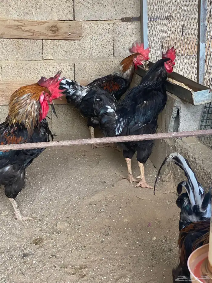 دجاج تركي للبيع 1
