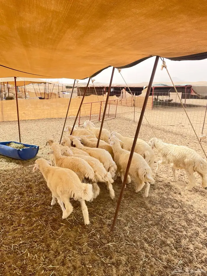 طليان ورخال مناسبات وثلاحة 3