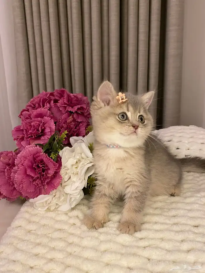 قطط للبيع سكوتش 7