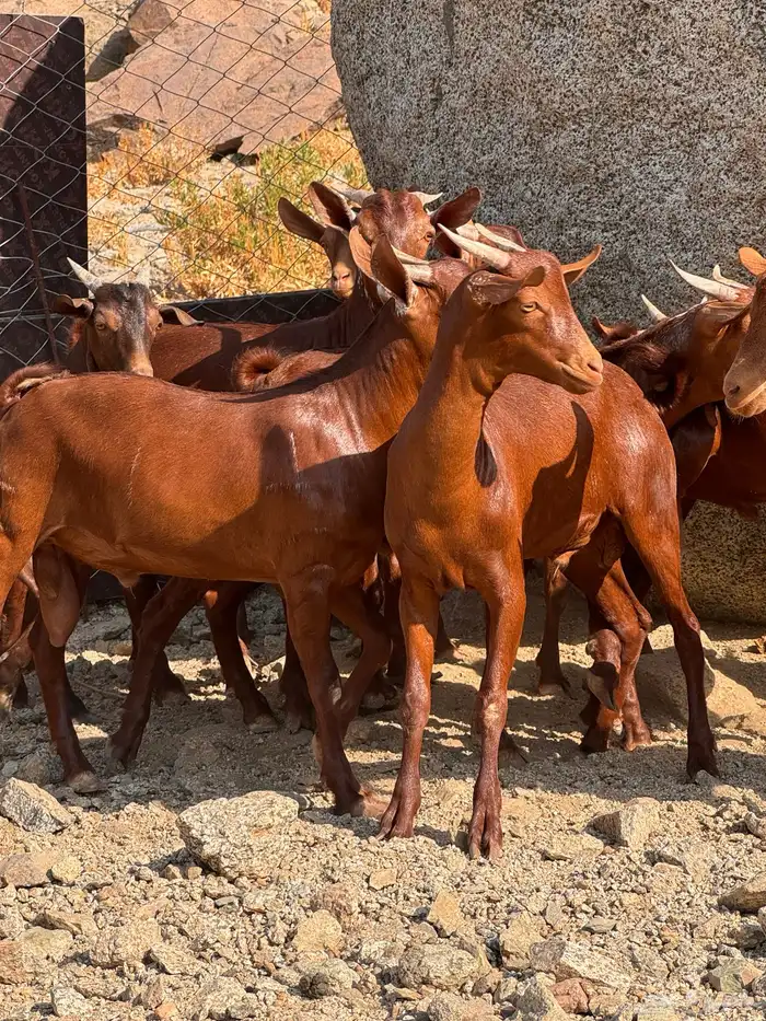 تيوس محايلي مخصاه 3