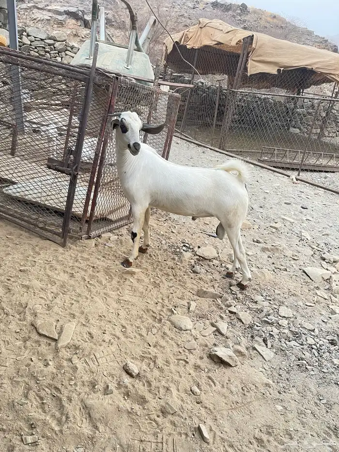مشروع بيشي اكحل مذهب تم البيع 4
